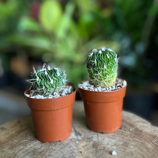 Brain Cactus 3"