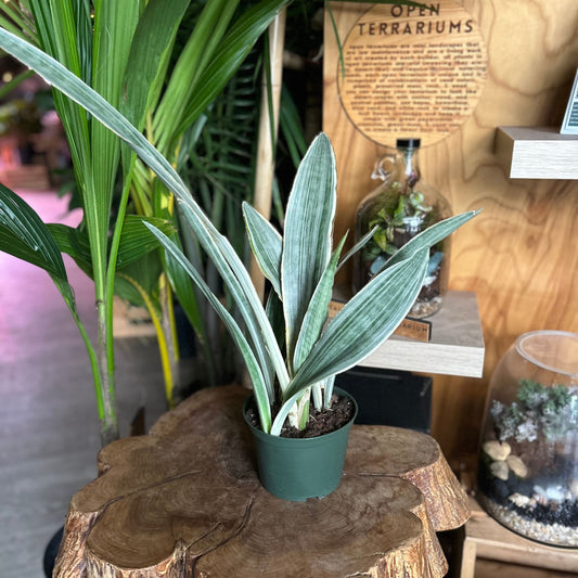 Sansevieria Sayuri 6”