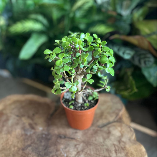 Bonsai Portulacaria Mini Jade 4”