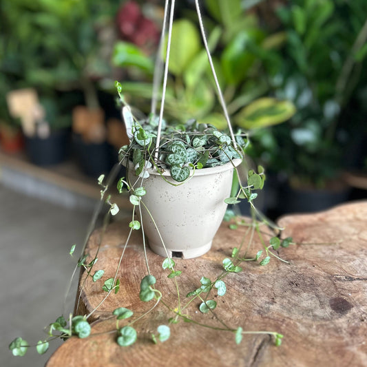 String of Hearts 4" HB