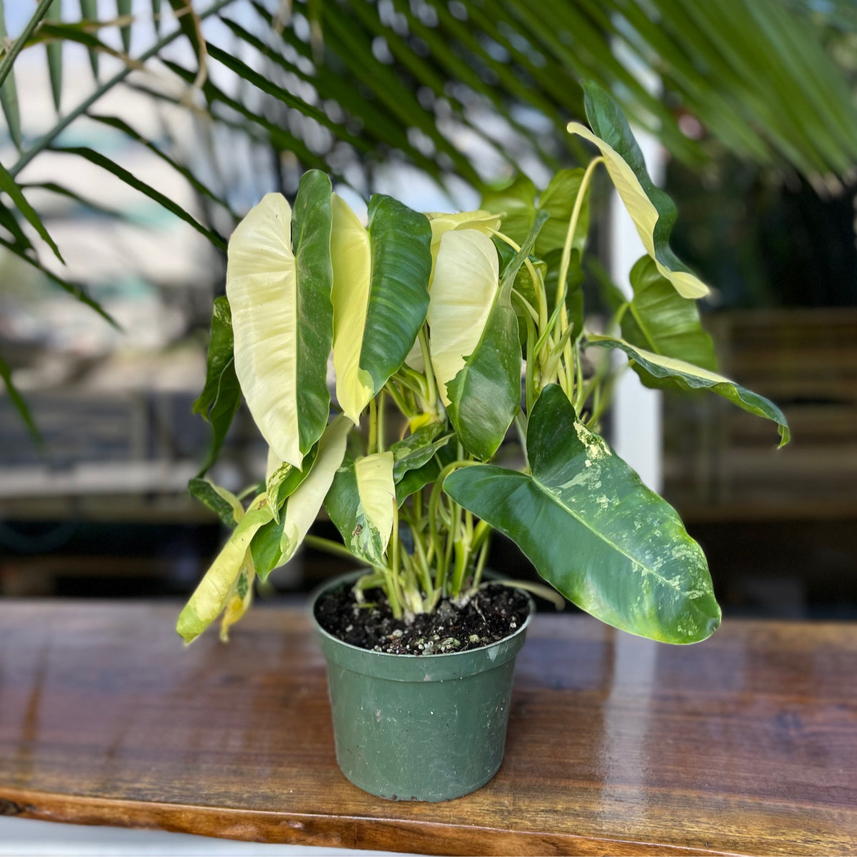 Philodendron Burle Marx Variegated 6”