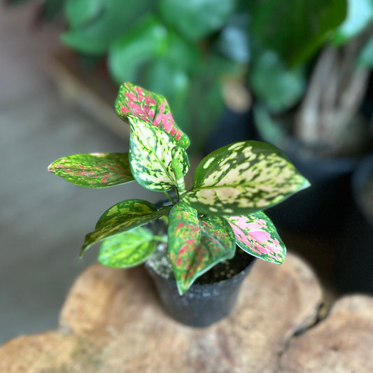 Aglaonema Ruby Ray 4"