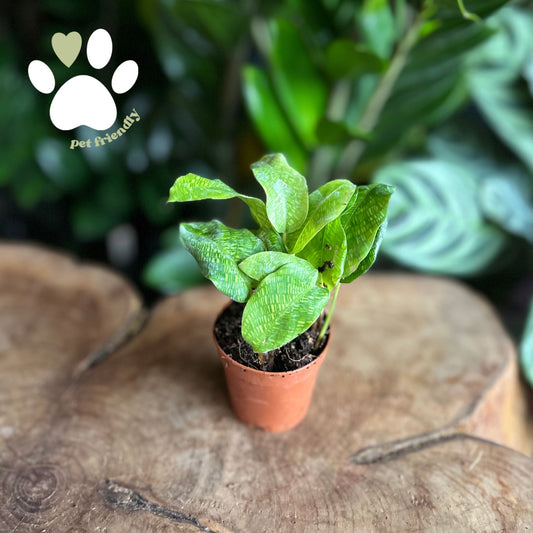 Calathea Musaica 2"