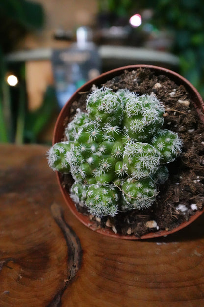 Mammillaria Herrerae 3"