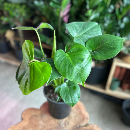 Monstera Deliciosa 6/8"