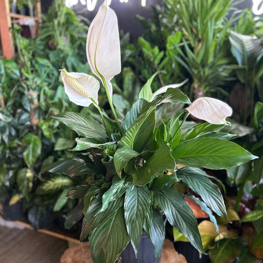 Peace Lily 8"