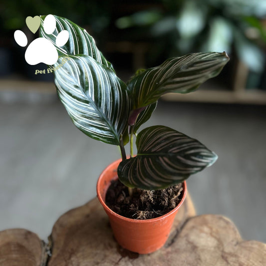 Calathea Ornata (Pinstripe) 4"