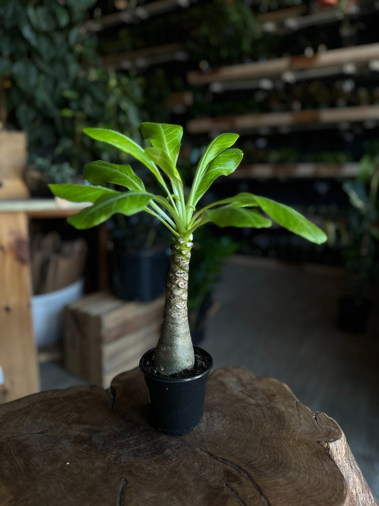 Brighamia Insignis Hawaiian Palm 4"