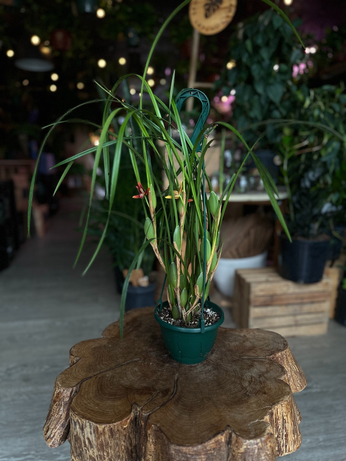 Maxillaria Tenuifolia 6"