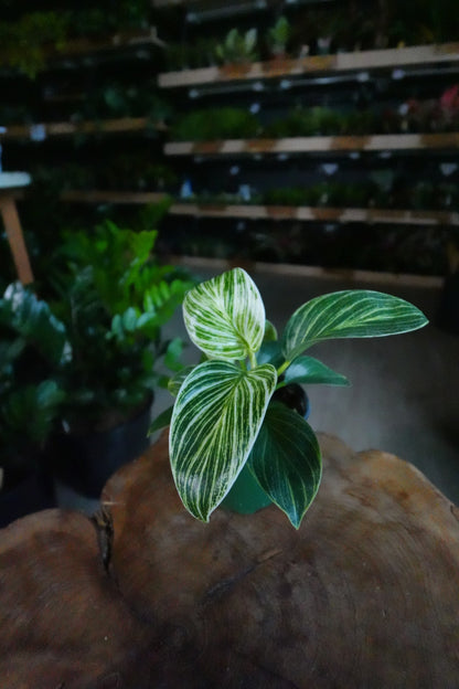 Philodendron Birkin 4"