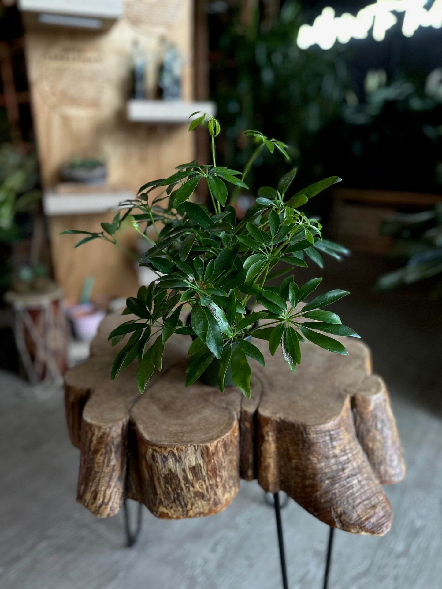 Umbrella Tree 4”