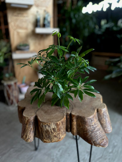 Umbrella Tree 4”