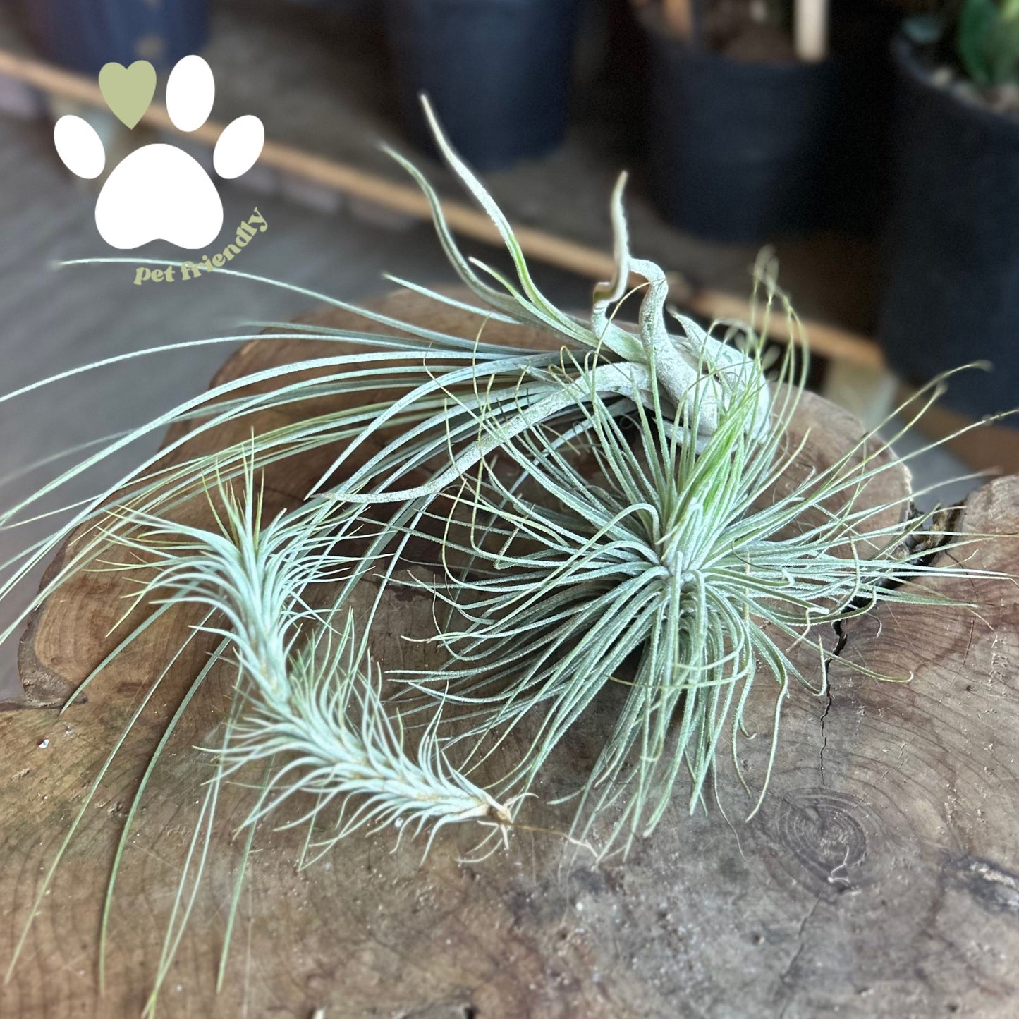 Tillandsia Standard (Air Plant)