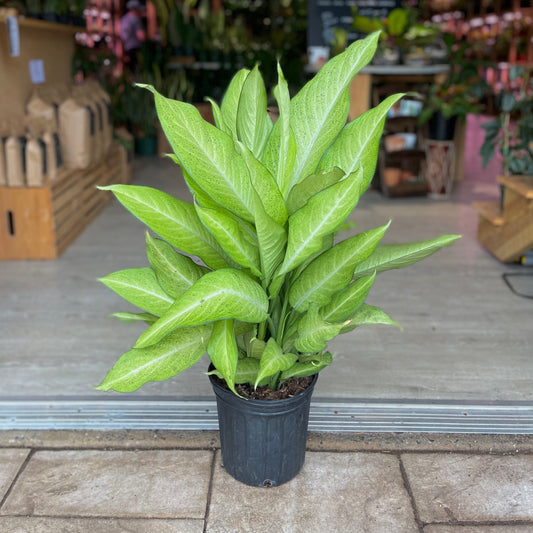 Dieffenbachia Camouflage 8”