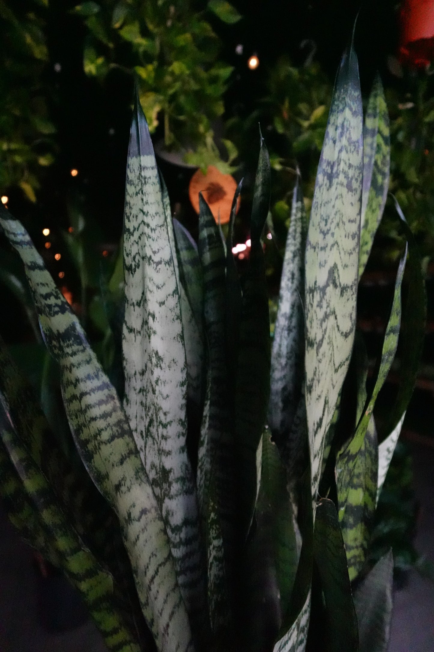 Sansevieria Zeylanica (Green Snake) 10"