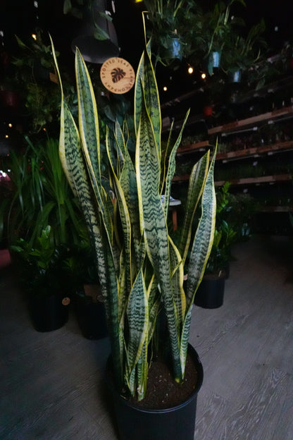 Sanseveria Laurentii (Snake Plant) 12"