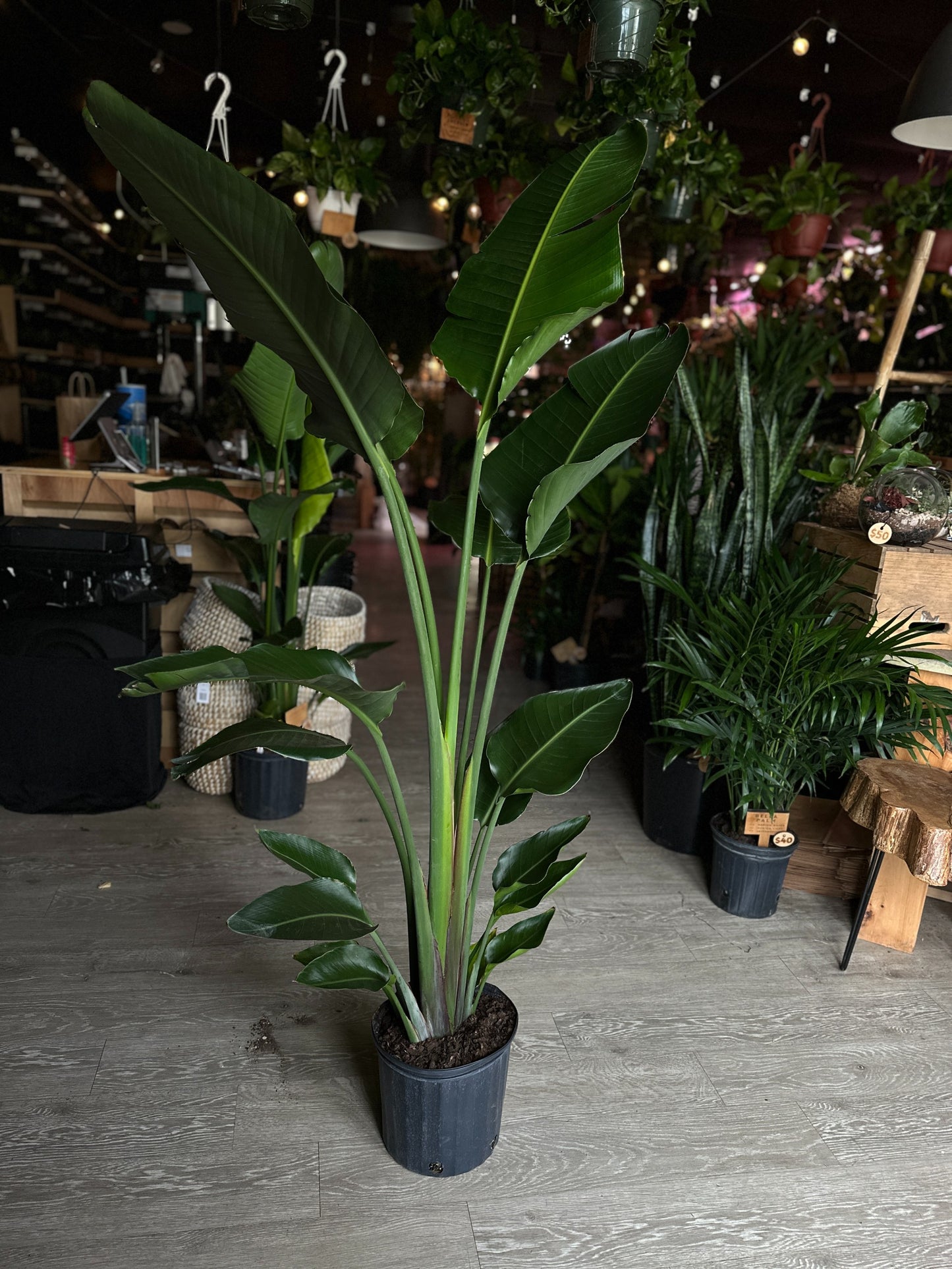 Bird of Paradise (Large) 10"