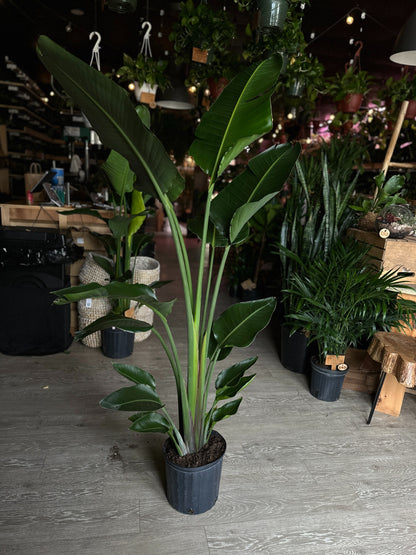 Bird of Paradise (Large) 10"