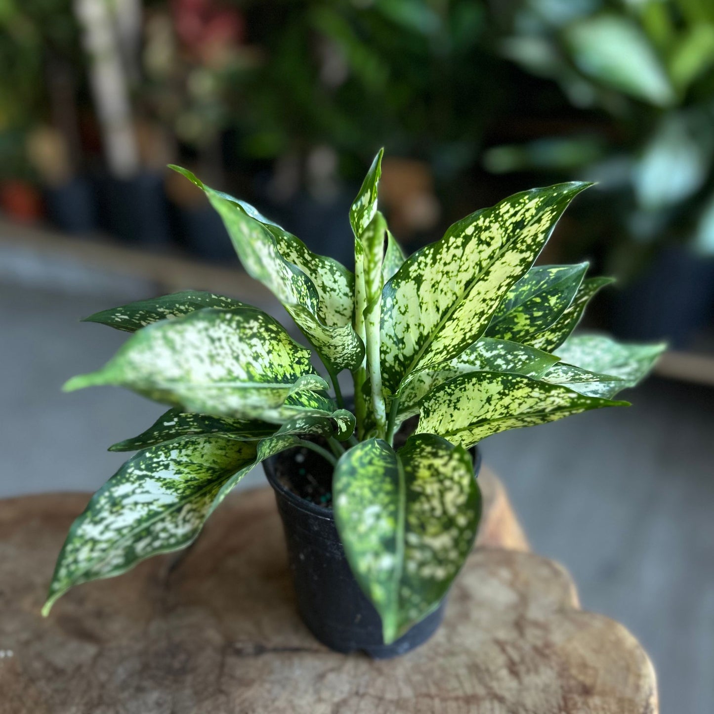 Aglaonema Spring Snow 5”