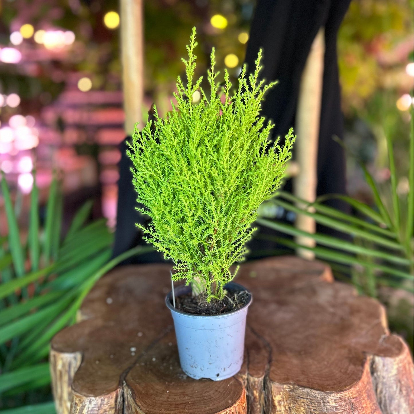 Lemon Cypress Tree 4"