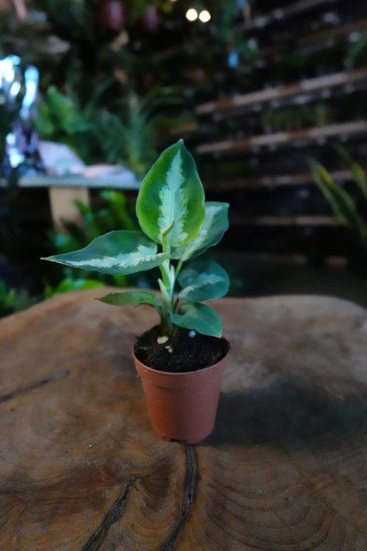 Aglaonema Pictum Tricolor 2"