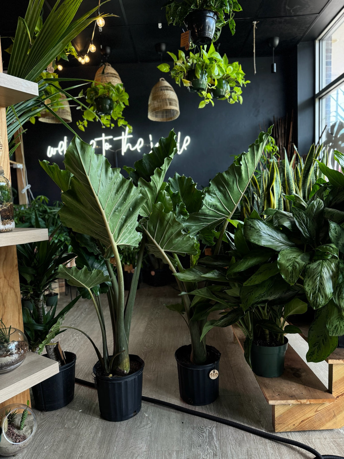 Alocasia Portora 10”
