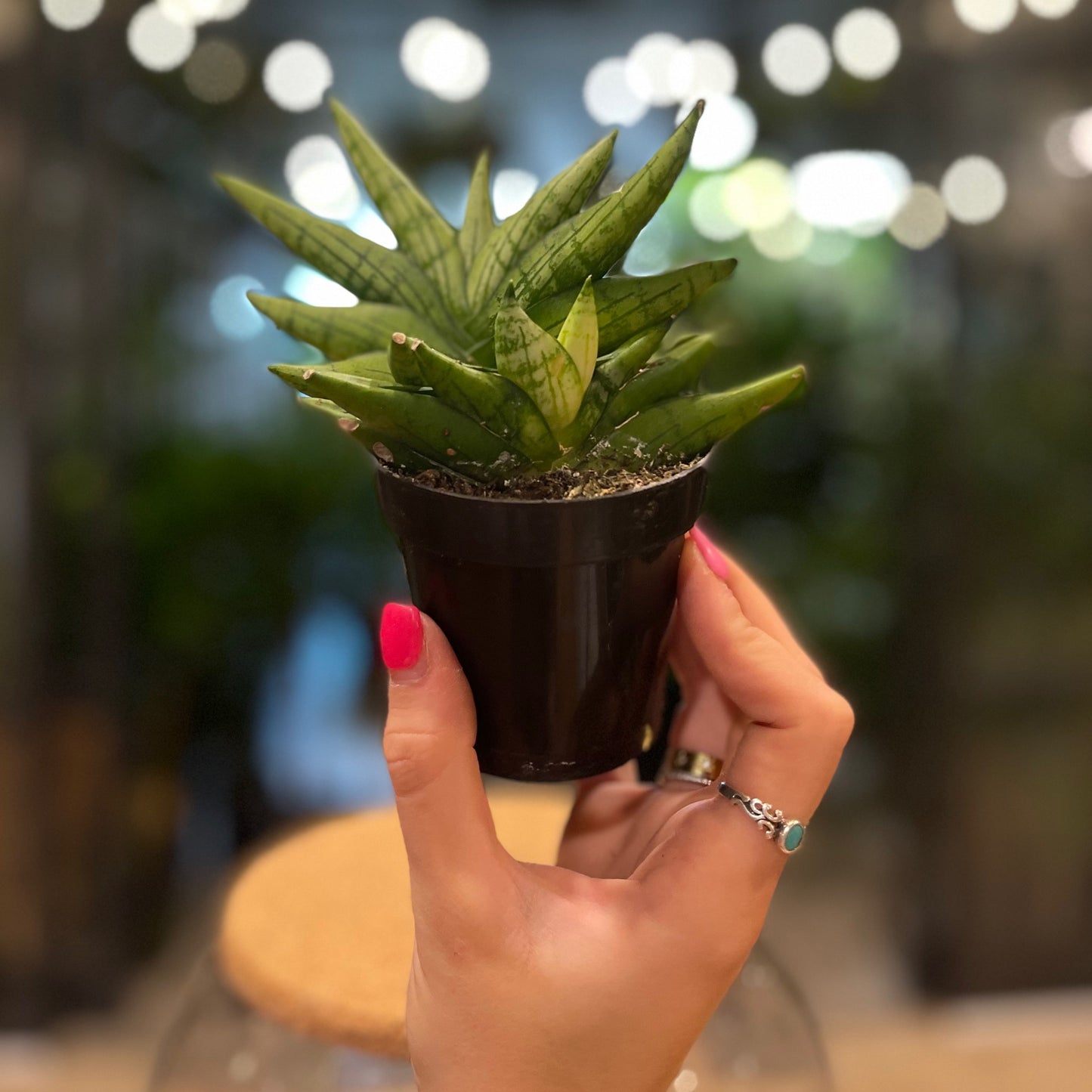 Sansevieria Mini Boncell (Dwarf Starfish) 3"