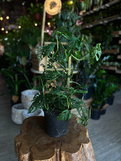 Monstera Adansonii (Swiss Cheese) 8"