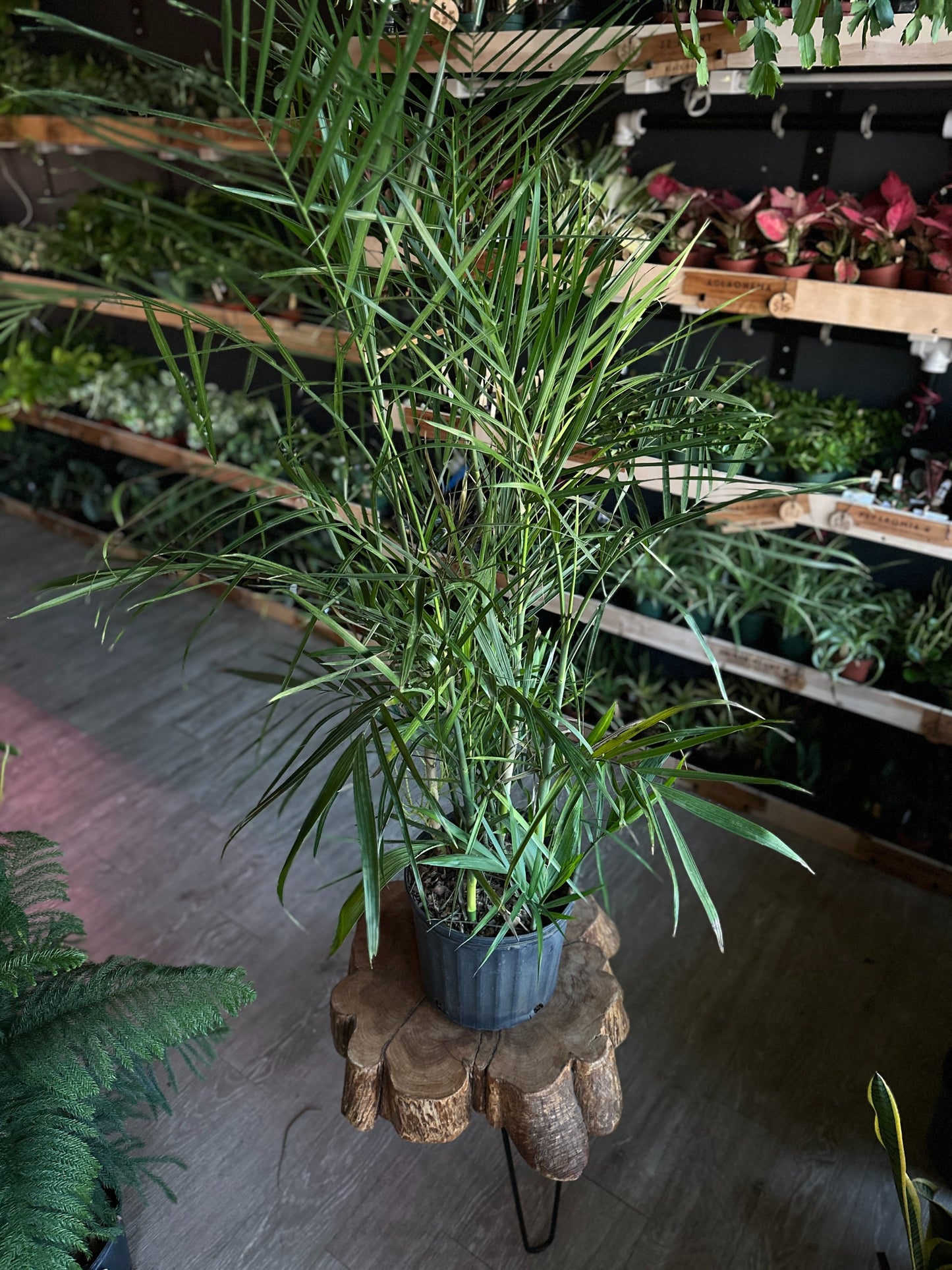 Bamboo Palm 10"