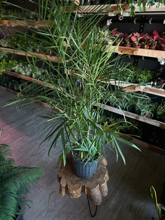 Bamboo Palm 10"