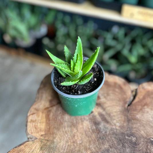 Aloe Hybrid Assorted 4"
