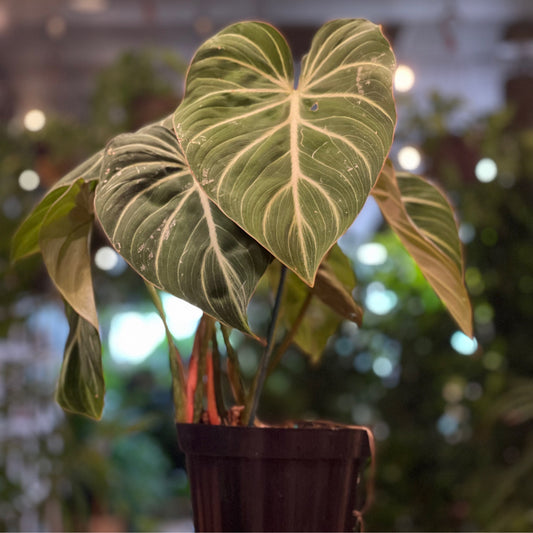 Philodendron Gloriousum 6"