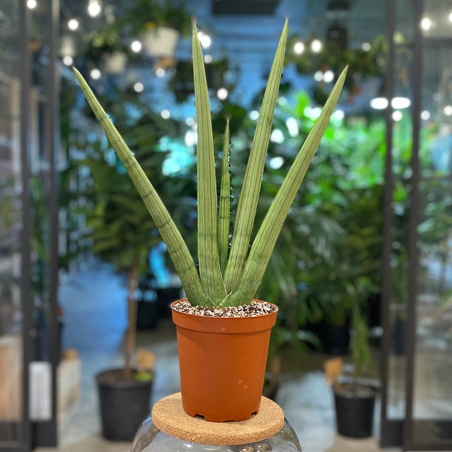 Sansevieria Cylindrica Fan 6”