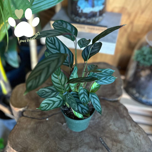 Calathea Silver Star 4"