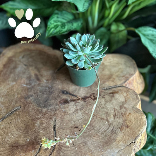 Echeveria 4”