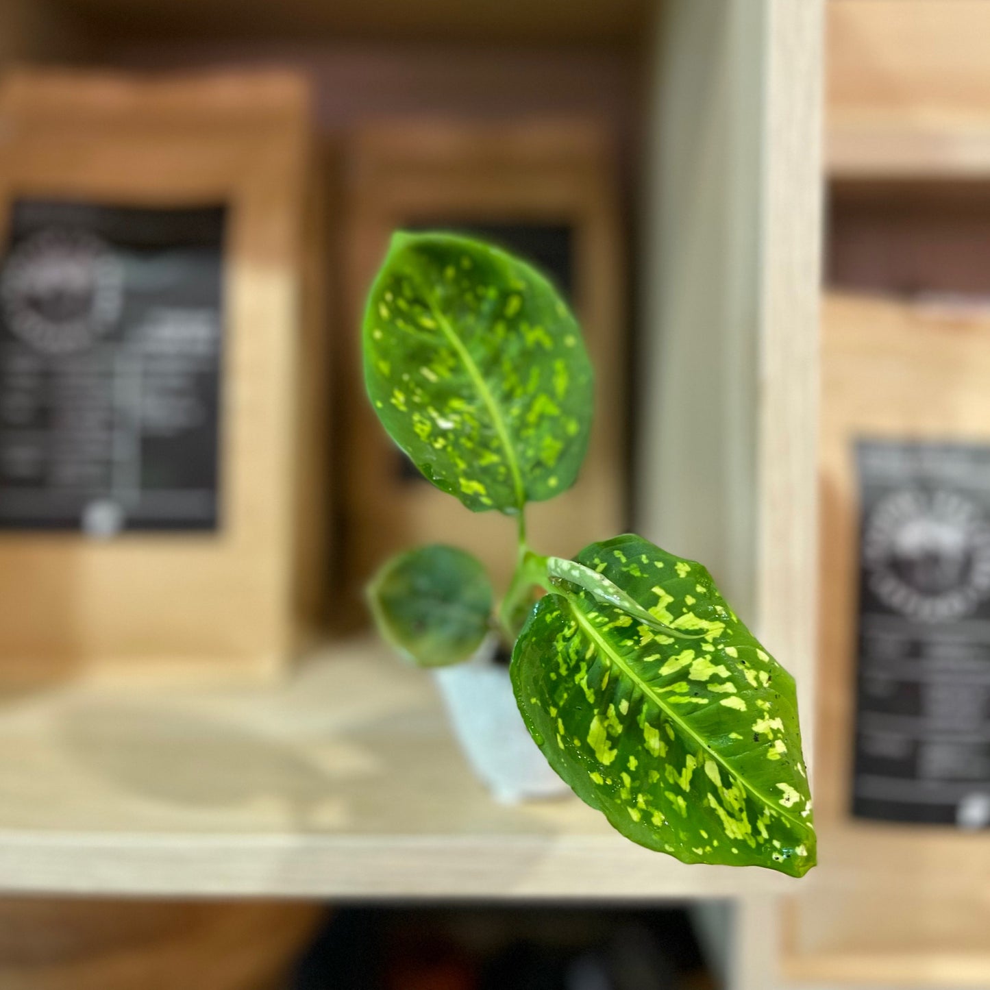 Dieffenbachia Reflector 2”