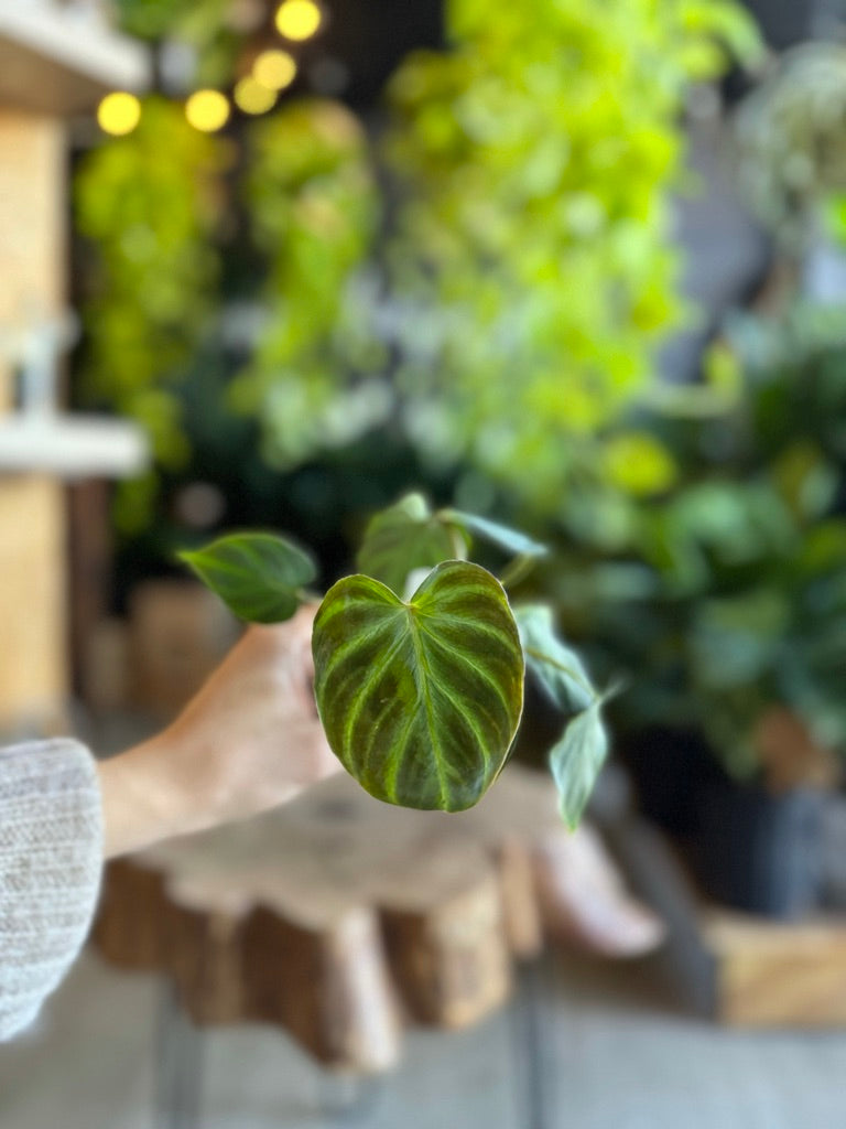 Philodendron Verrucosum 2”
