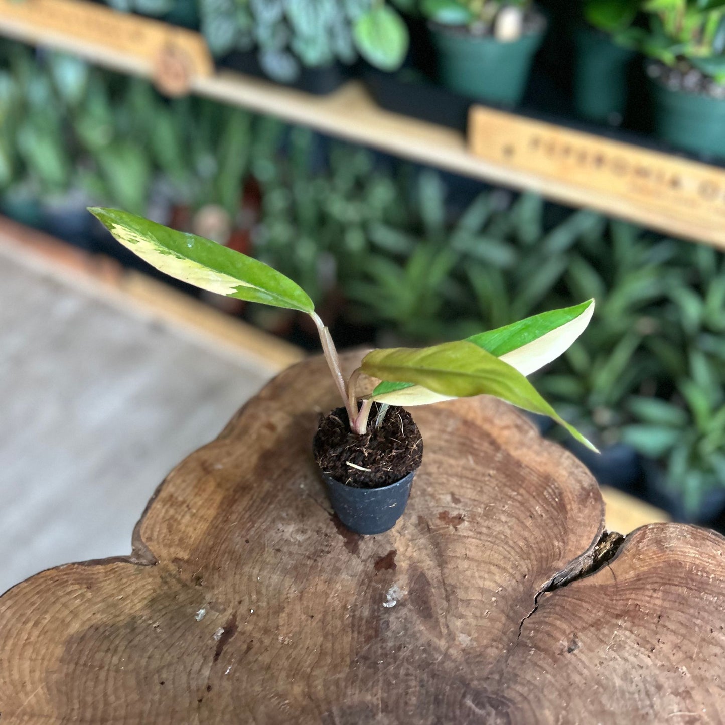 Philodendron Carmel Marble 2"