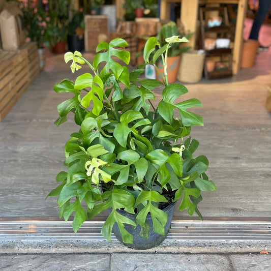 Monstera Minima Bush 10"