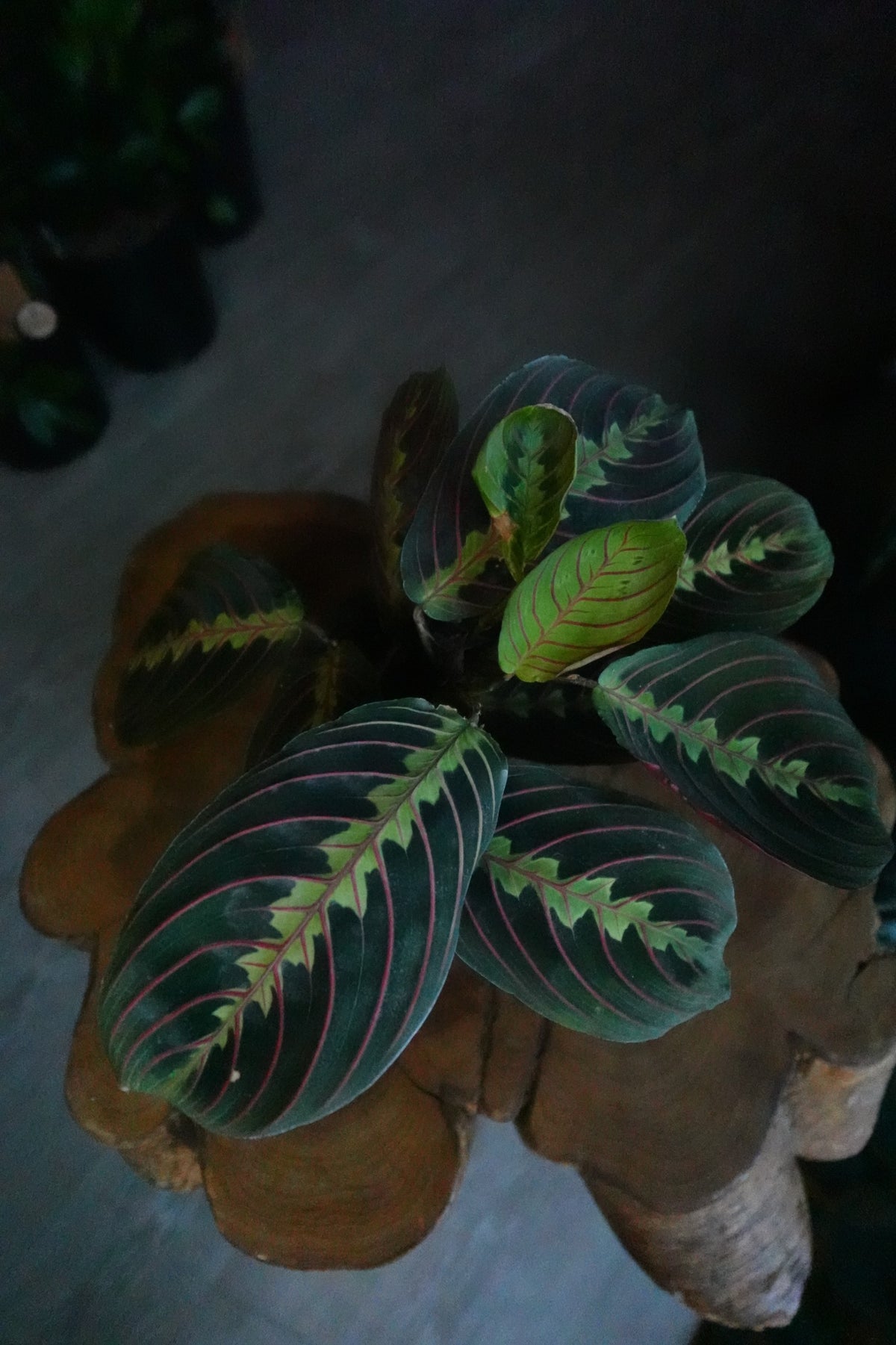 Prayer Maranta Red 4"