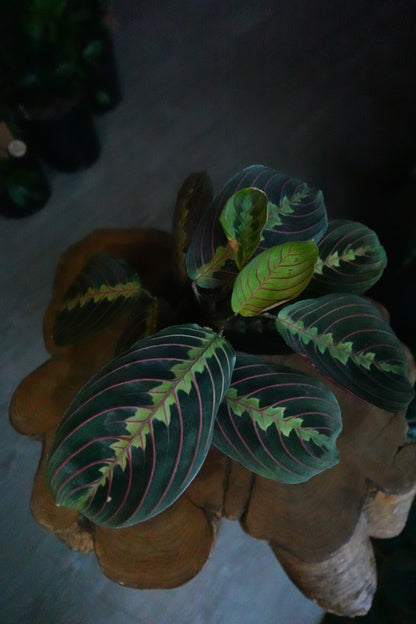 Prayer Maranta Red 4"