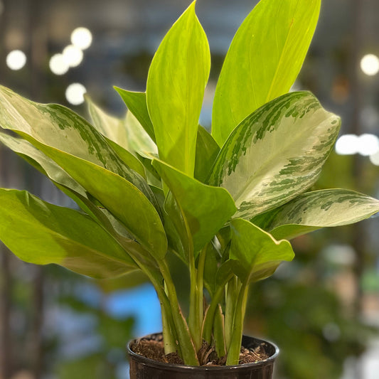 Aglaonema Silver Bay 5”