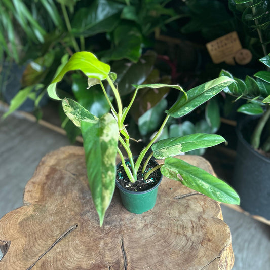 Philodendron Domesticum 4"