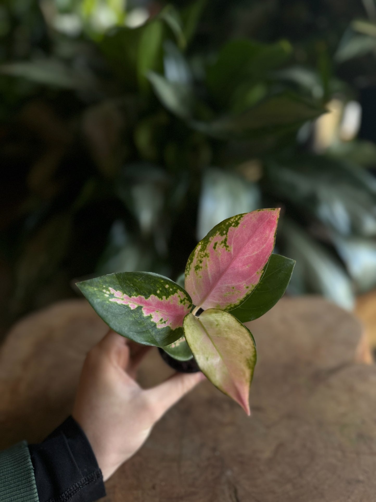 Aglaonema China Red 2”