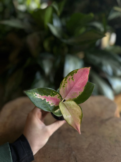 Aglaonema China Red 2”