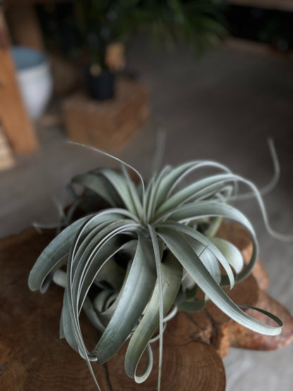 Tillandsia Xerographica