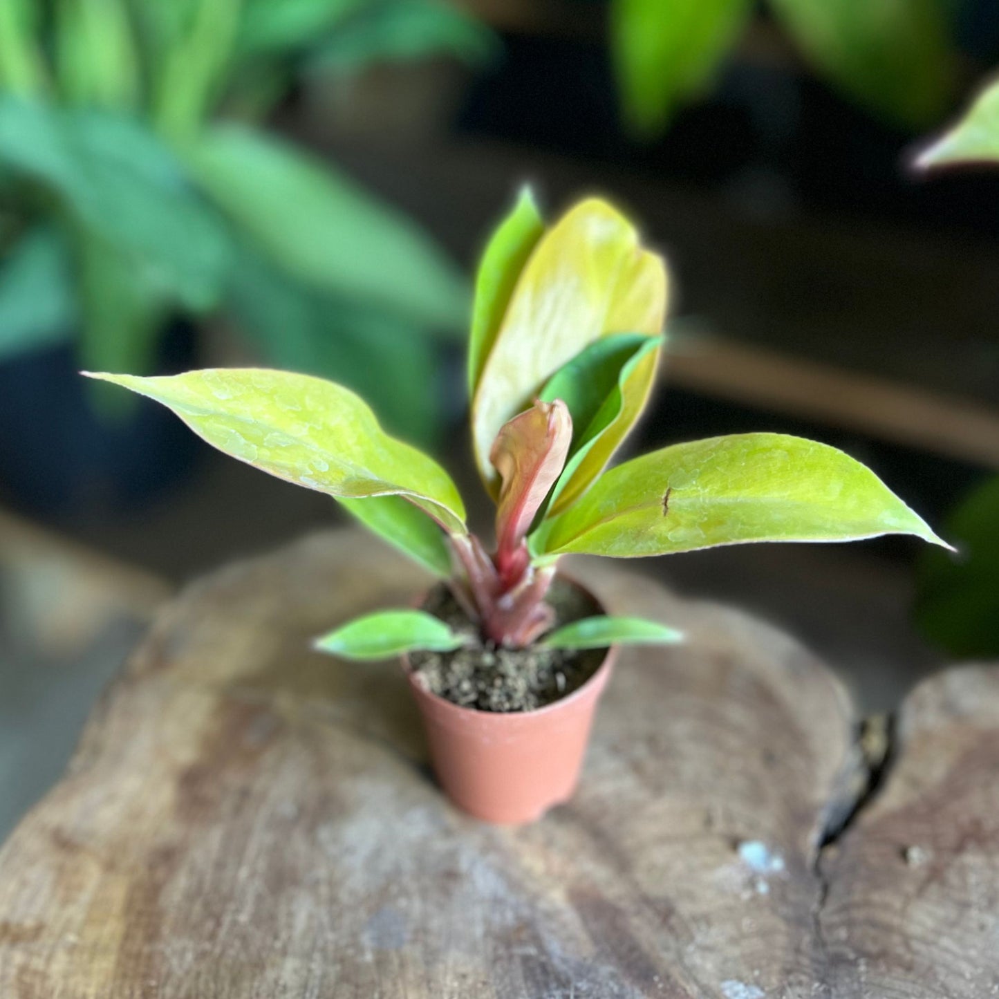 Philodendron Prince of Orange 2”