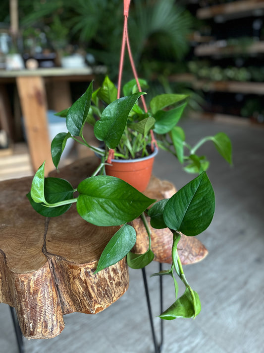 Pothos Jade HB 6"