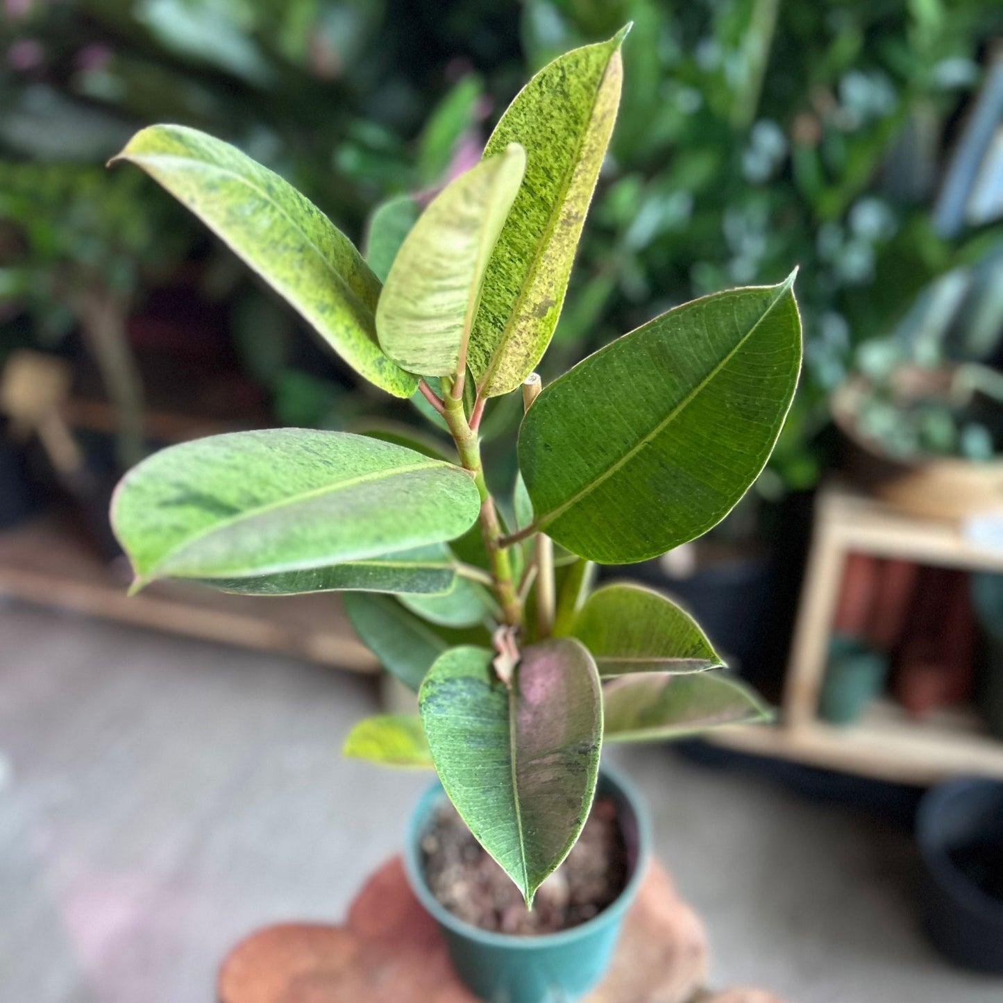 Ficus Moonshine Shivereana 6”