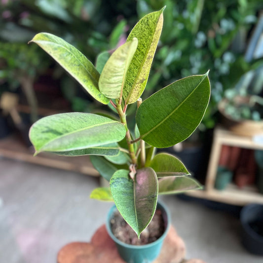 Ficus Moonshine Shivereana 6”